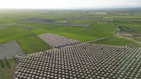 Foto de Huesca se prepara para el mayor foro sobre el cultivo de almendro en Europa