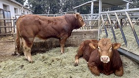 Foto de Nuevas herramientas para optimizar el desarrollo y la seleccin de los futuros reproductores en vacuno de carne