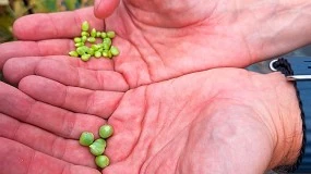 Foto de El CSIC registra la nueva variedad de guisante lgrima Bagoa Atlantic