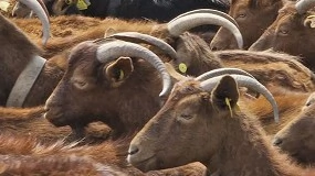 Foto de Asturias apoya con 90.000 euros la mejora gentica de las razas autctonas