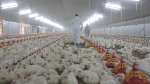 Granjas de engorde de pollo