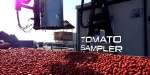 Barnigrado - Maselli in the Tomato Grading [ENG]