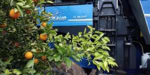 ¿Se pueden recolectar naranjas con una VENDIMIADORA New Holland?