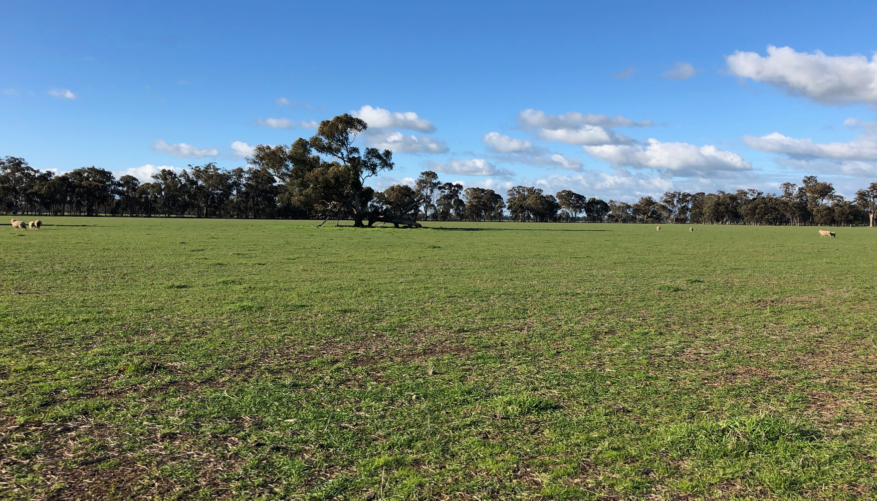 Foto de Gransolar sella una nueva alianza para completar una planta de 300 MWac en Australia