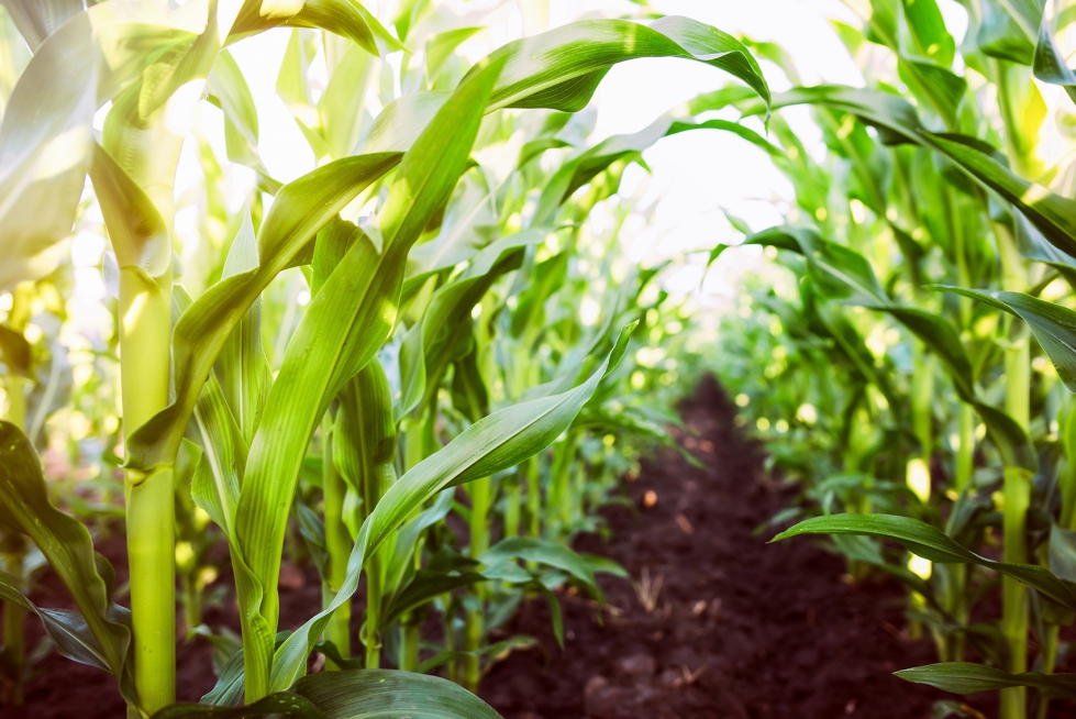 “No preocupa tanto la calidad de suelo, disponibilidad de insumos o el desarrollo del cultivo, aspectos muy contrastados... “No preocupa tanto la calidad de suelo, disponibilidad de insumos o el desarrollo del cultivo, aspectos muy contrastados...